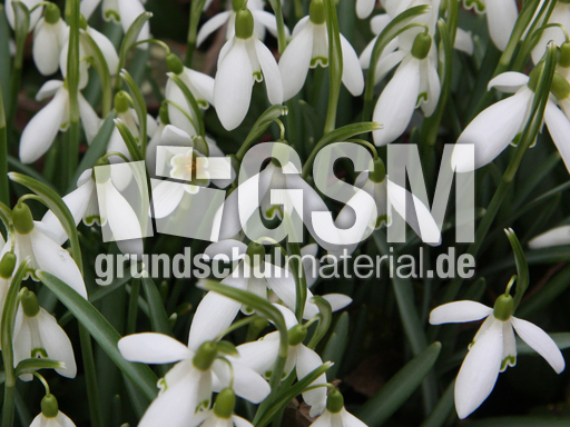 Schneeglöckchen 011.jpg